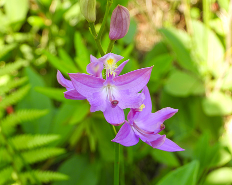 Calopogon tuberosus (Tuberous Grass-pink) Native North American Orchid Flower