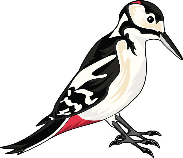 Great Spotted Woodpecker Great Spotted Woodpecker. dendrocopos major stock illustrations