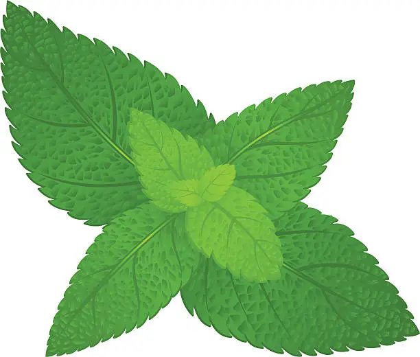 Vector illustration of Fresh green mint