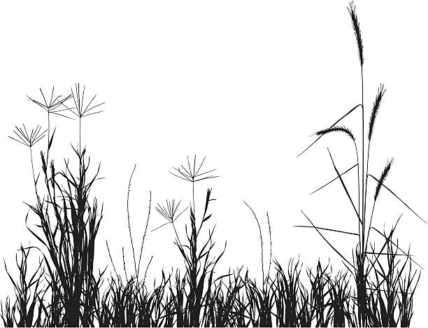 ilustrações de stock, clip art, desenhos animados e ícones de ervas-da-pradaria - grass prairie silhouette meadow