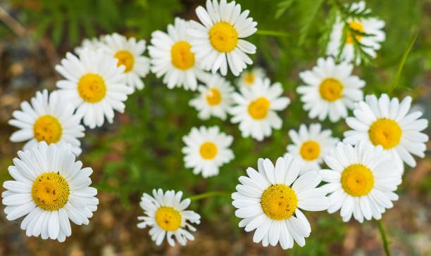 istock Flowering. Chamomile. Blooming chamomile field, Chamomile flowers on a meadow in summer. 1655900680