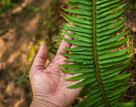 Hand touching green forest fern leaf. Close up of explorer hand in green rainy forest. A woman's hand and a fern leaf. Man and nature. Survival travel,lifestyle concept.