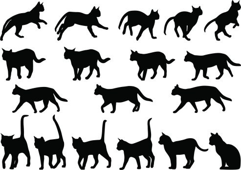 Running and walking positions of cats