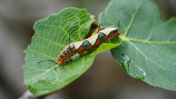 istock Marpesia Petreus caterpellar 1655909078