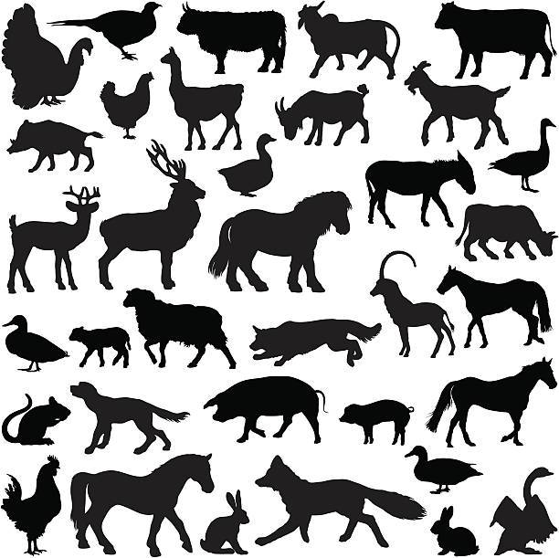 농장 짐승 실루엣 컬레션 - pig silhouette animal livestock stock illustrations