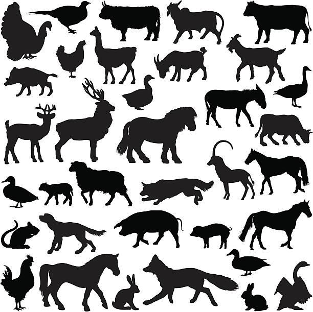 kolekcja sylwetki zwierząt gospodarskich - pig silhouette animal livestock stock illustrations