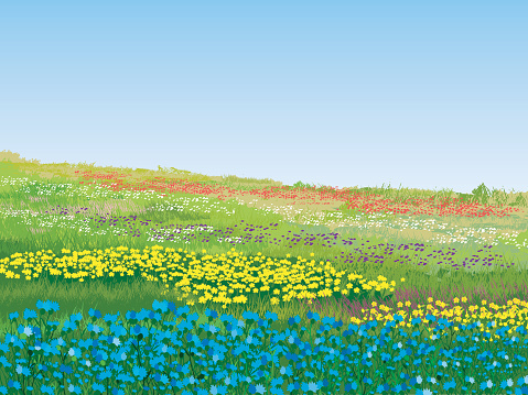 A colorful summer meadow on a nice day