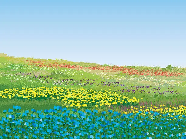 Vector illustration of A colorful summer meadow on a nice day