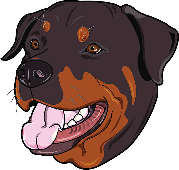 ilustraciones, imágenes clip art, dibujos animados e iconos de stock de rottweiler (en perros - rottweiler
