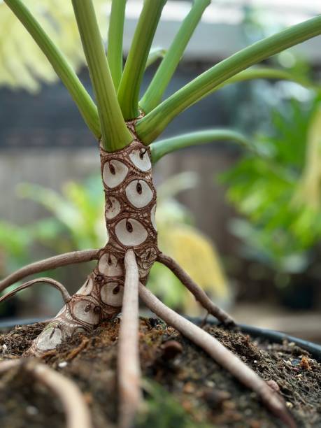 istock Plant roots in garden 1655932593