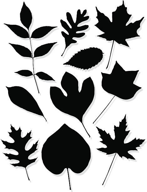 Leaf silhouettes of the central US Clean detailed silhouettes of Missouri trees: Ash, White Oak, Sugar Maple, Elm, Magnolia, Sassafras, Tulip Poplar, Black Oak, American Redbud, Silver Maple. Shadows on separate layer for easy removal. ash tree stock illustrations