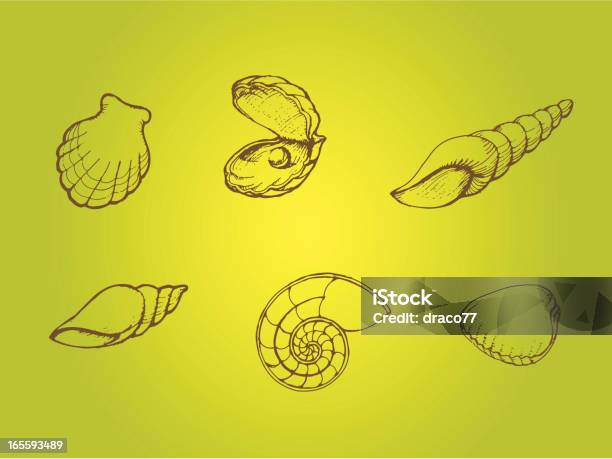 Ensemble De Shell Vecteurs libres de droits et plus d'images vectorielles de Contour - Contour, Coquille et coquillage, Croquis