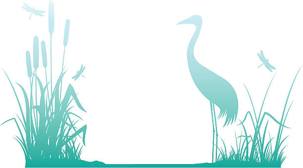 Riverbank A decorative border of a riverbank with grasses, bullrushes and a crane. One simple gradient used. eurasian crane stock illustrations