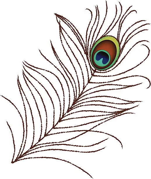 Vector illustration of Peacock feather