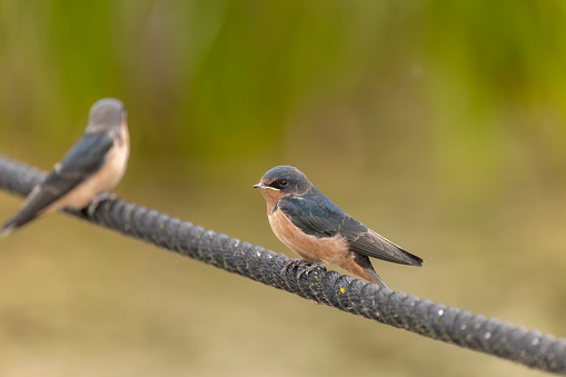 The barn swallow (Hirundo rustica), young after leaving the nest.