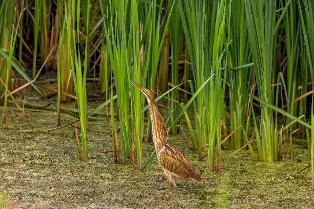 Photo of The American bittern (Botaurus lentiginosus).