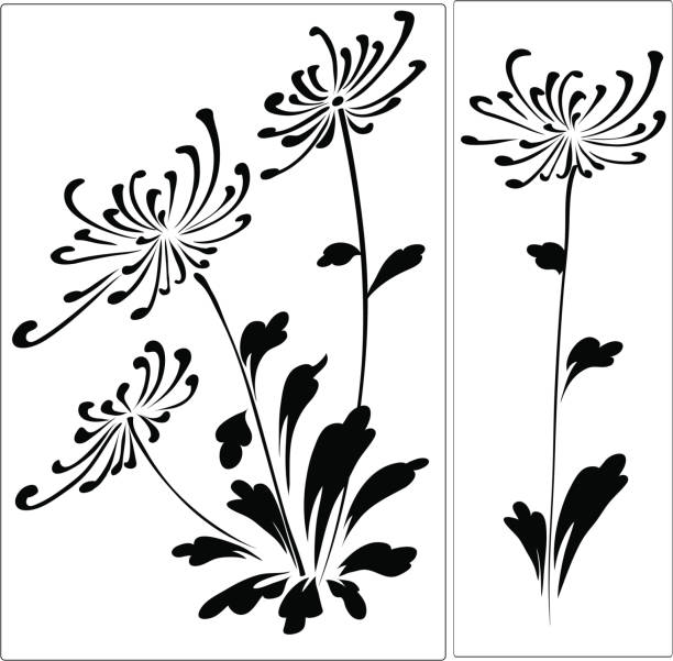 хризантема - single flower chrysanthemum design plant stock illustrations