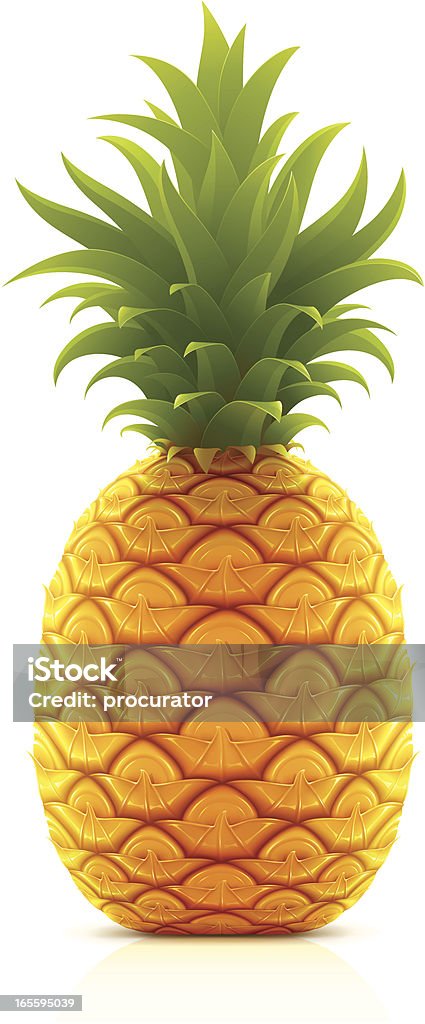 Pineapple Vector illustration of ripe pineapple. Pineapple stock vector