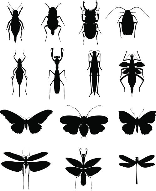 A collection of various insects Big collection of insects.  praying mantis stock illustrations