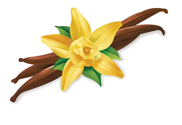 Vector illustration of Vannilla flower