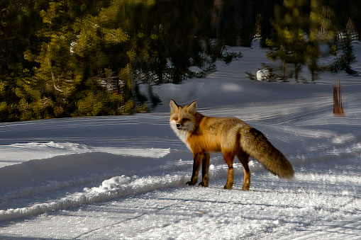 Red Fox crossing winter road in the Yellowstone Ecosystem of western USA in North America. Nearest cities are Gardiner, Bozeman, and Billings, Montana, Salt Lake City, Utah, Denver,Colorado, Jackson and Cody, Wyoming.