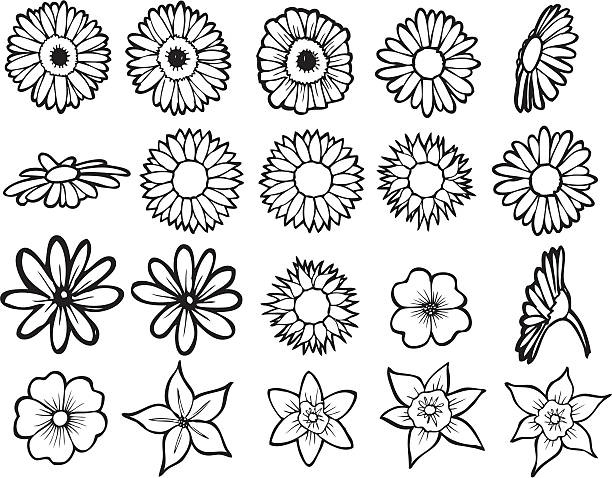 illustrations, cliparts, dessins animés et icônes de fleurs d'art ligne - daisy sunflower