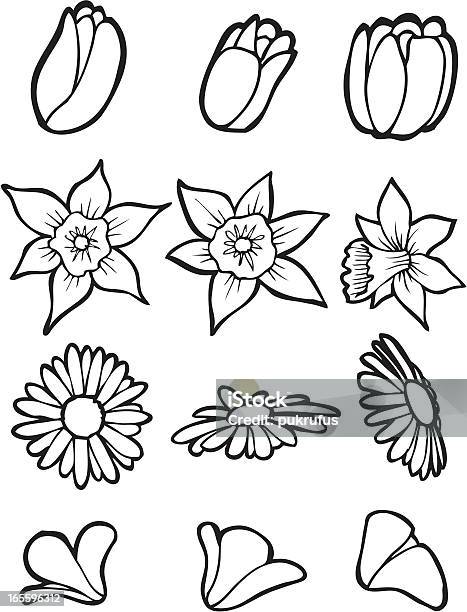 Ilustración de Flores Del Jardín De Arte y más Vectores Libres de Derechos de Diseño de trazado - Diseño de trazado, Narciso - Familia del lirio, Amapola - Planta