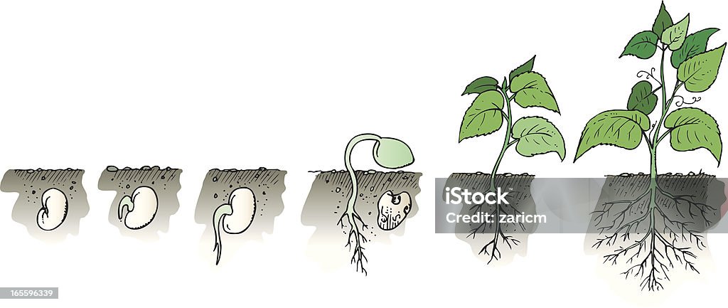 Wachsende Pflanze - Lizenzfrei Blatt - Pflanzenbestandteile Vektorgrafik