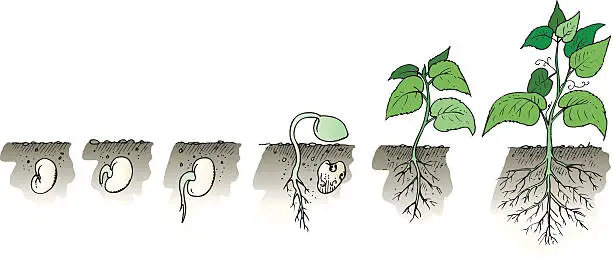 Vector illustration of Growing plant