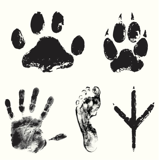 illustrazioni stock, clip art, cartoni animati e icone di tendenza di brani - bird footprint