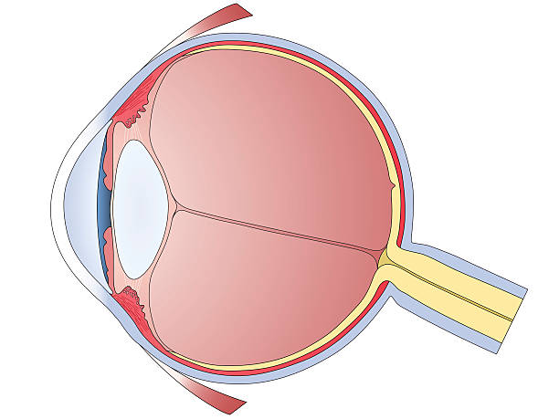 Human Eye Diagram A human eye diagram in sagittal section. Each anatomical component is on a separate layer and accurately named. human eye stock illustrations
