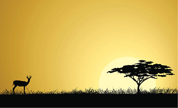 African Safari Background illustration of African Safari sunset bushbuck stock illustrations