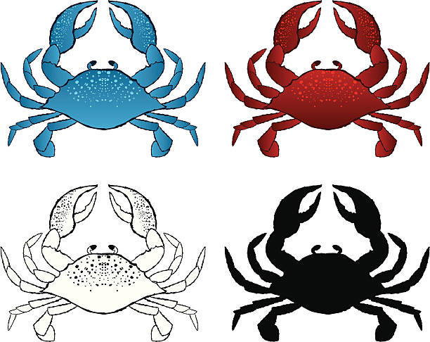 pióro i atrament crab - cajun food illustrations stock illustrations