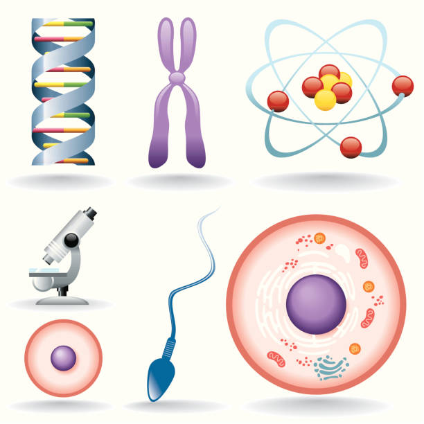 ilustrações, clipart, desenhos animados e ícones de conjunto de ícones de biologia - dna science high scale magnification magnification