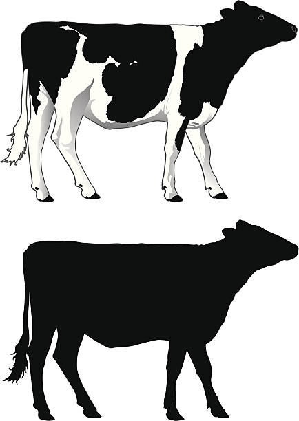 Dairy Cow vector art illustration