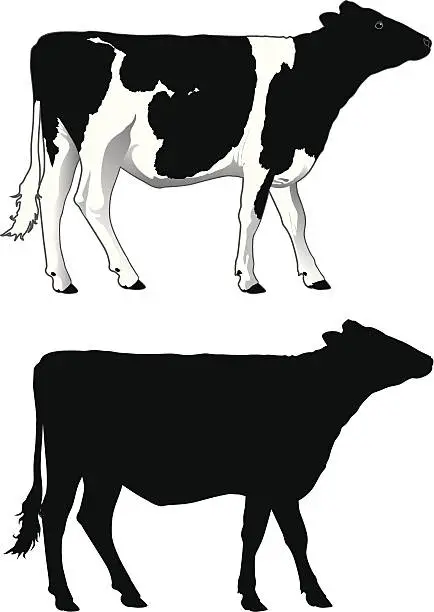 Vector illustration of Dairy Cow
