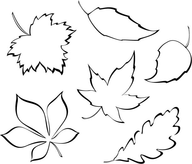 Stylized leaves Vector leaves - design elements. silhouette of a sycamore tree stock illustrations