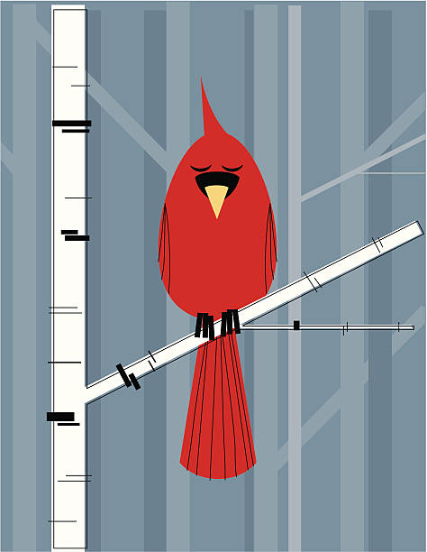 кардинал на ветви березы - four seasons stock illustrations