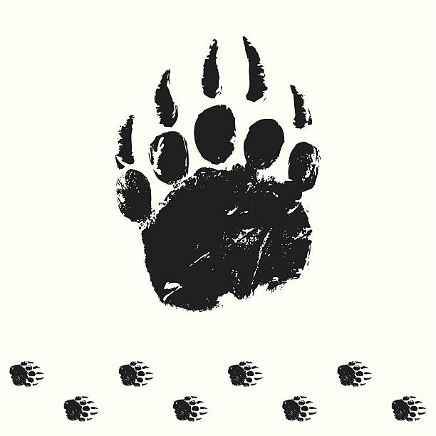 bear track a traced bear foot track. This editable vector file contains eps8, aiCS3, ai10, pdf and 300dpi jpeg formats. bear stock illustrations