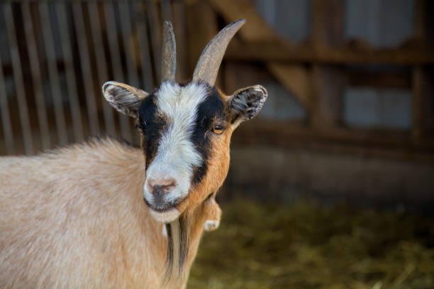 istock Brown Goat within a Rustic Goat Farm Horned Animal Funny Portrait 1655977422