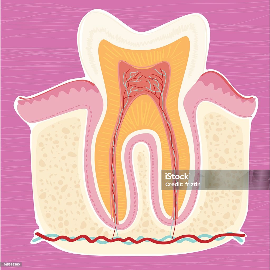 Hand drawn Anatomie von Zahn - Lizenzfrei Zahnfleisch Vektorgrafik