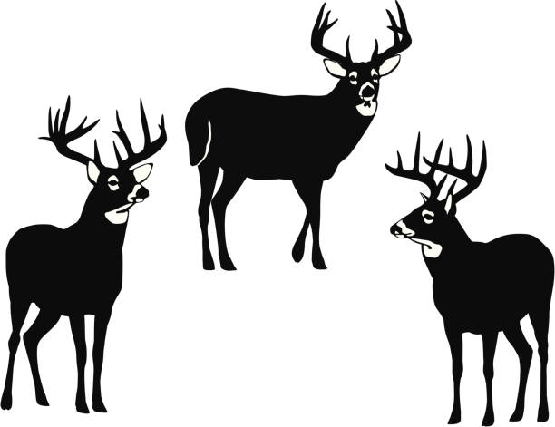 illustrations, cliparts, dessins animés et icônes de le whitetail bucks - cerf de virginie