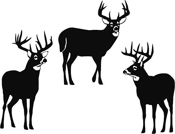 illustrazioni stock, clip art, cartoni animati e icone di tendenza di dollari del whitetail - cervo dalla coda bianca