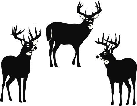 A vector illustration of three large whitetail bucks