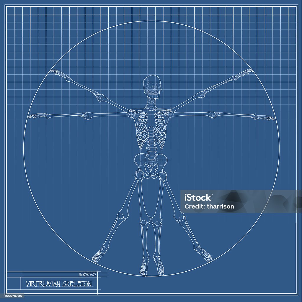 Virtruvian Skelett - Lizenzfrei Menschlicher Körper Vektorgrafik