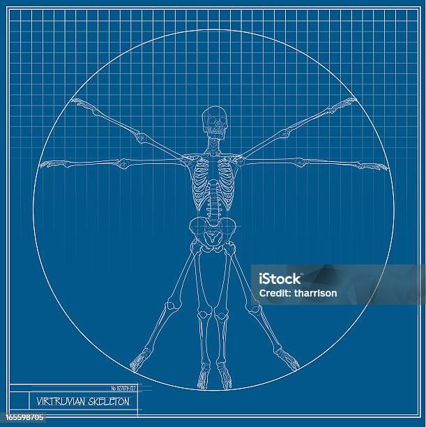 Virtruvian Skelett Stock Vektor Art und mehr Bilder von Menschlicher Körper - Menschlicher Körper, Menschliches Skelett, Technische Zeichnung