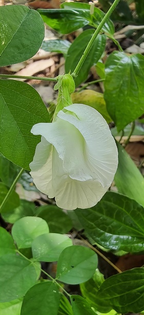 a photography of a white flower with green leaves in the background, lycaenid butterfly on a white flower in a garden.