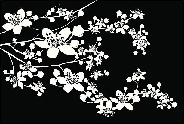 Vector illustration of Delicate Silhouette of blooming branch