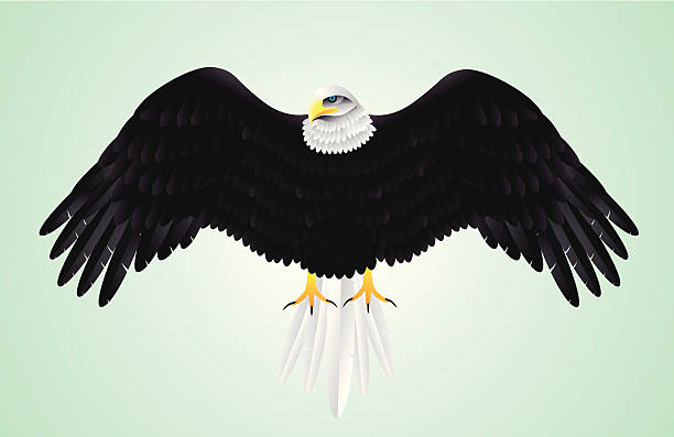 Black Eagle – Vektorgrafik