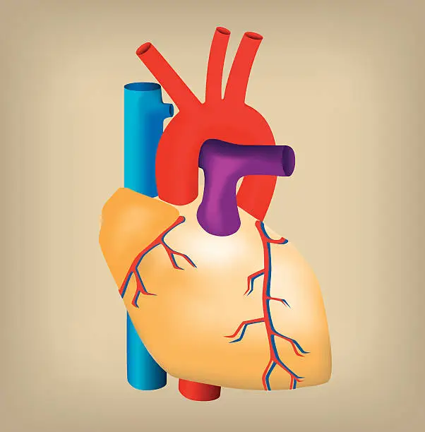 Vector illustration of Human Heart